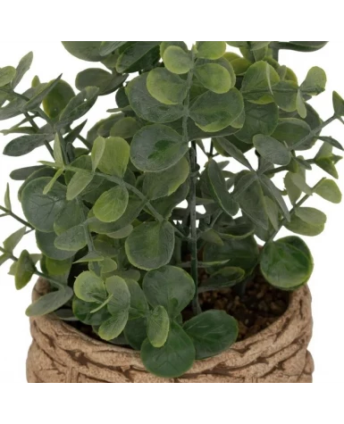 Pot eucalyptus
