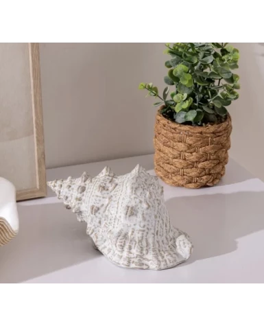 Pot eucalyptus