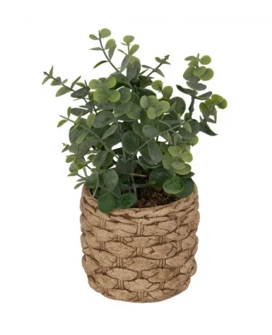 Pot eucalyptus
