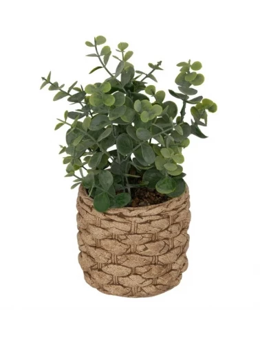 Pot eucalyptus